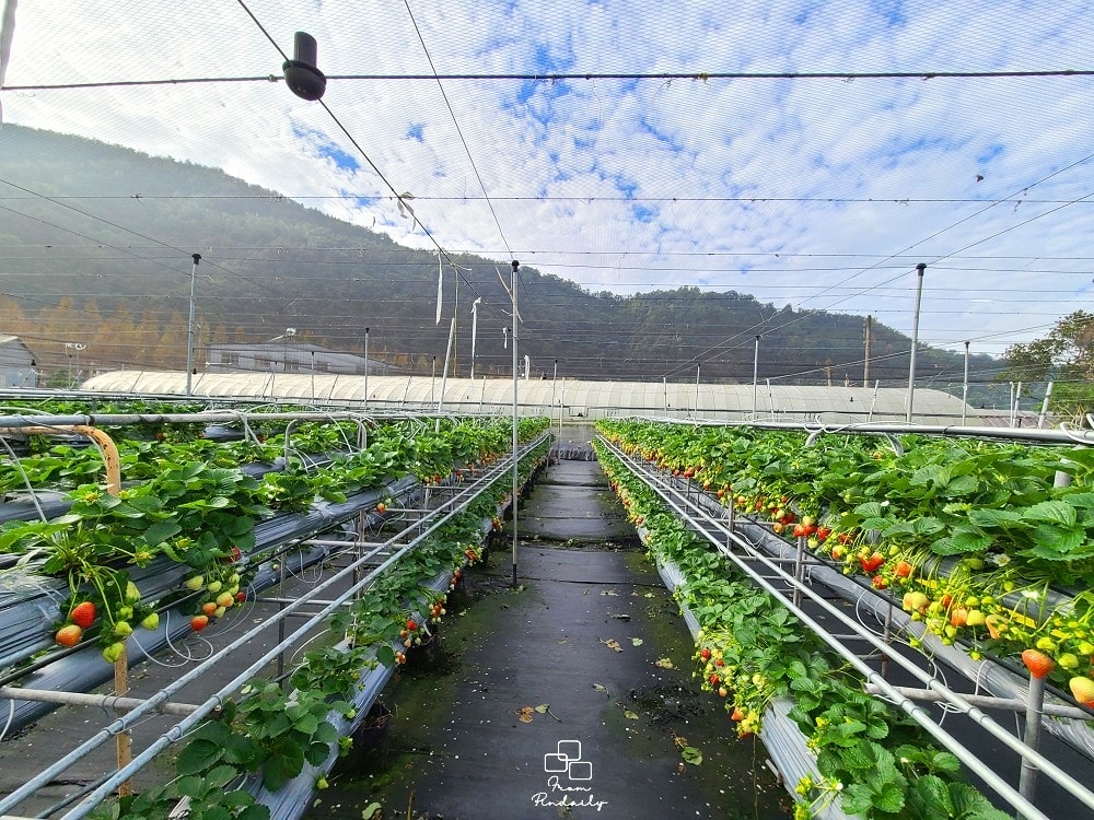 台一愛情果園-3(2).jpg 台一愛情果園-3(2).jpg
