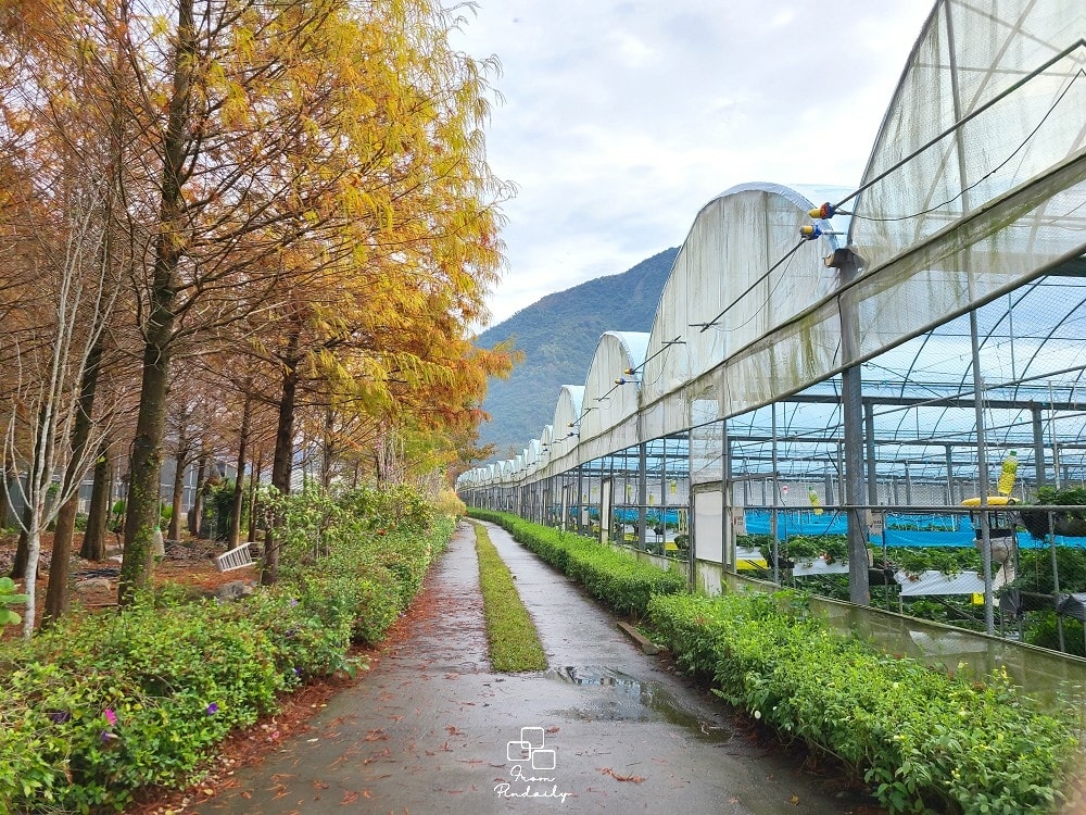 台一愛情果園-6(2).jpg 台一愛情果園-6(2).jpg